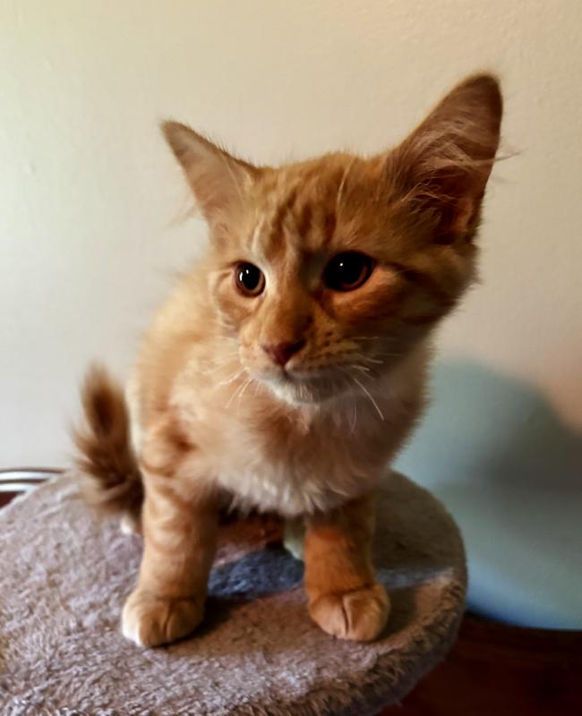 Rocco, a ADOPTABLE Domestic Medium Hair in Mississauga, ON image 3/3