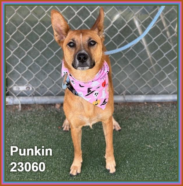 Enlarge PUNKIN (see also ODIN), a Adoptable mixed breed in Marietta, GA image 3/6