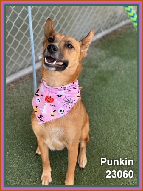 Enlarge PUNKIN (see also ODIN), a Adoptable mixed breed in Marietta, GA image 6/6
