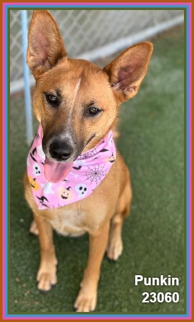 Enlarge PUNKIN (see also ODIN), a Adoptable mixed breed in Marietta, GA image 5/6