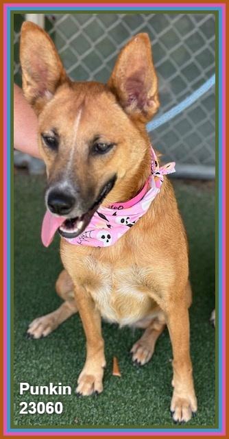Enlarge PUNKIN (see also ODIN), a Adoptable mixed breed in Marietta, GA image 4/6