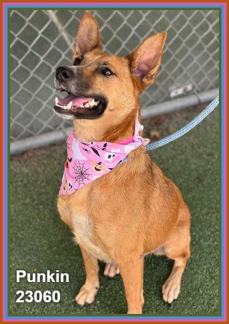 Enlarge PUNKIN (see also ODIN), a Adoptable mixed breed in Marietta, GA image 2/6