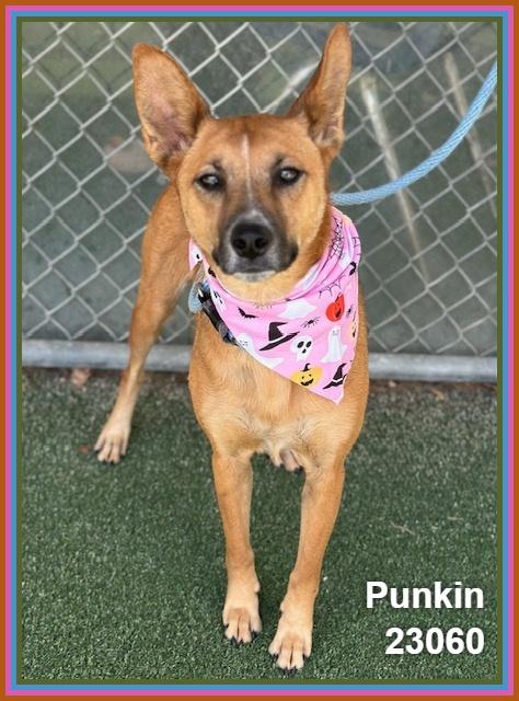 PUNKIN (see also ODIN), Adoptable, Adult Female Foxhound & Shepherd.