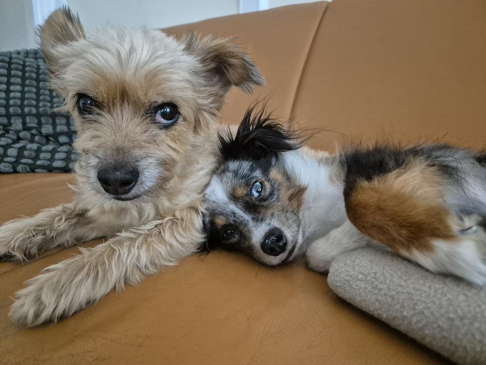 Romeo, a Adoptable Australian Shepherd in Manhattan, NY image 1/3