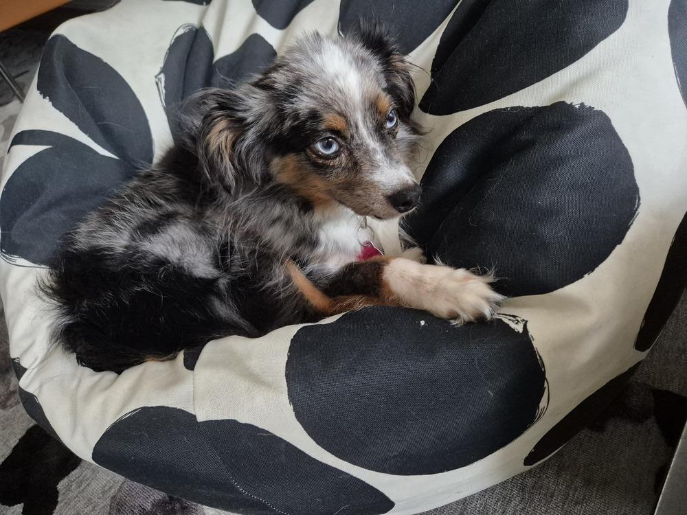 Romeo, a Adoptable Australian Shepherd in Manhattan, NY image 2/3