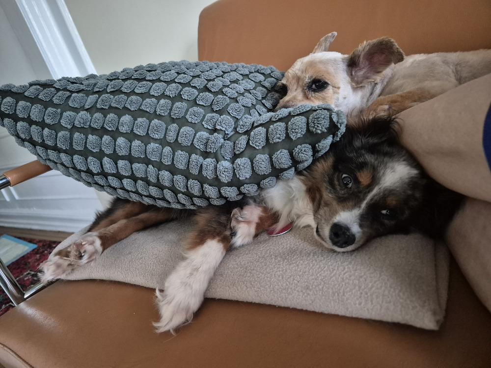 Romeo, a Adoptable Australian Shepherd in Manhattan, NY image 3/3