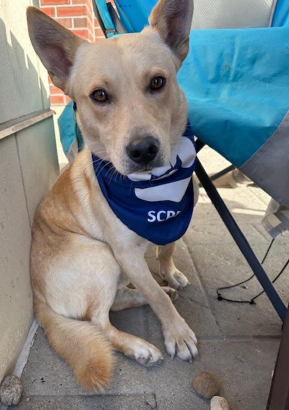KJ, a Adoptable mixed breed in Sioux City, IA image 1/4