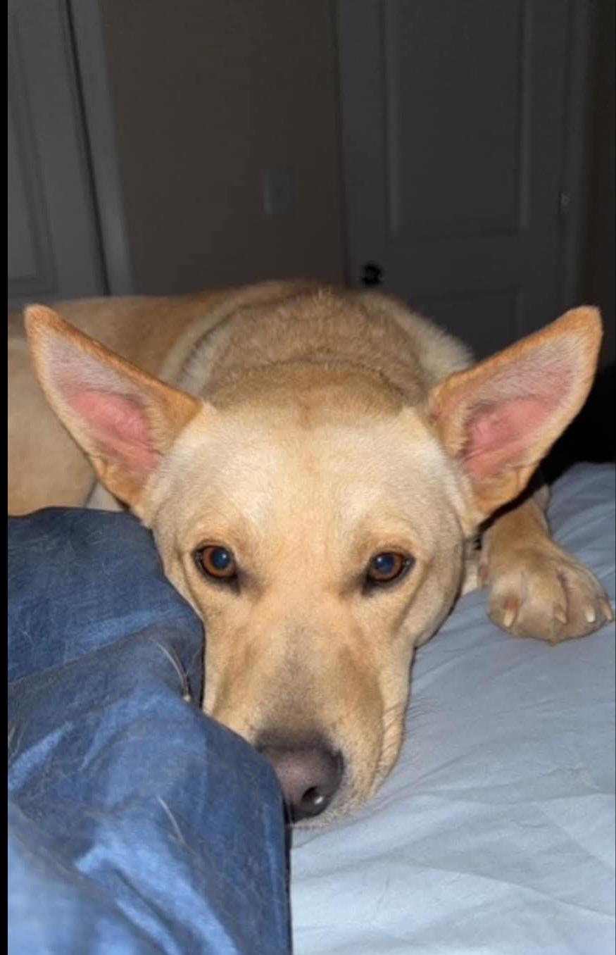 KJ, a Adoptable mixed breed in Sioux City, IA image 2/4