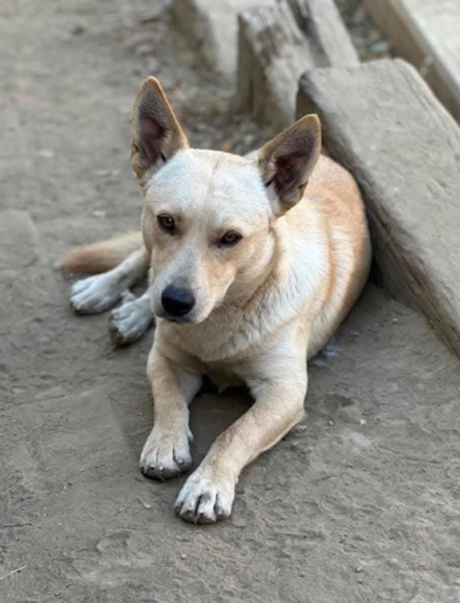 KJ, a Adoptable mixed breed in Sioux City, IA image 4/4