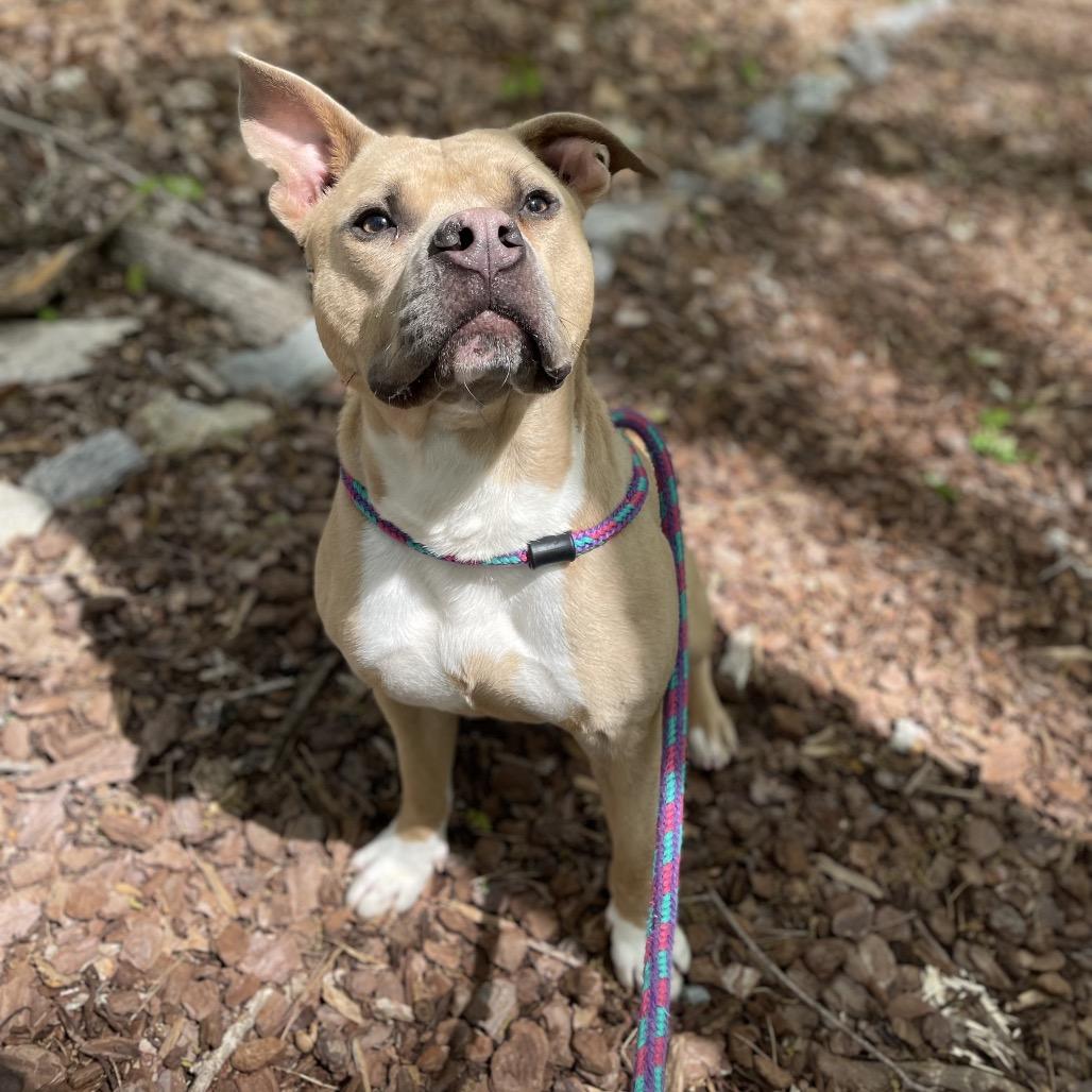 Dijon 25-1771, Adoptable, Adult Male Mixed Breed.