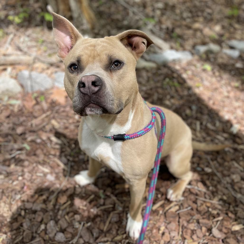 Enlarge Dijon 25-1771, a Adoptable Mixed Breed in Yanceyville, NC image 2/4