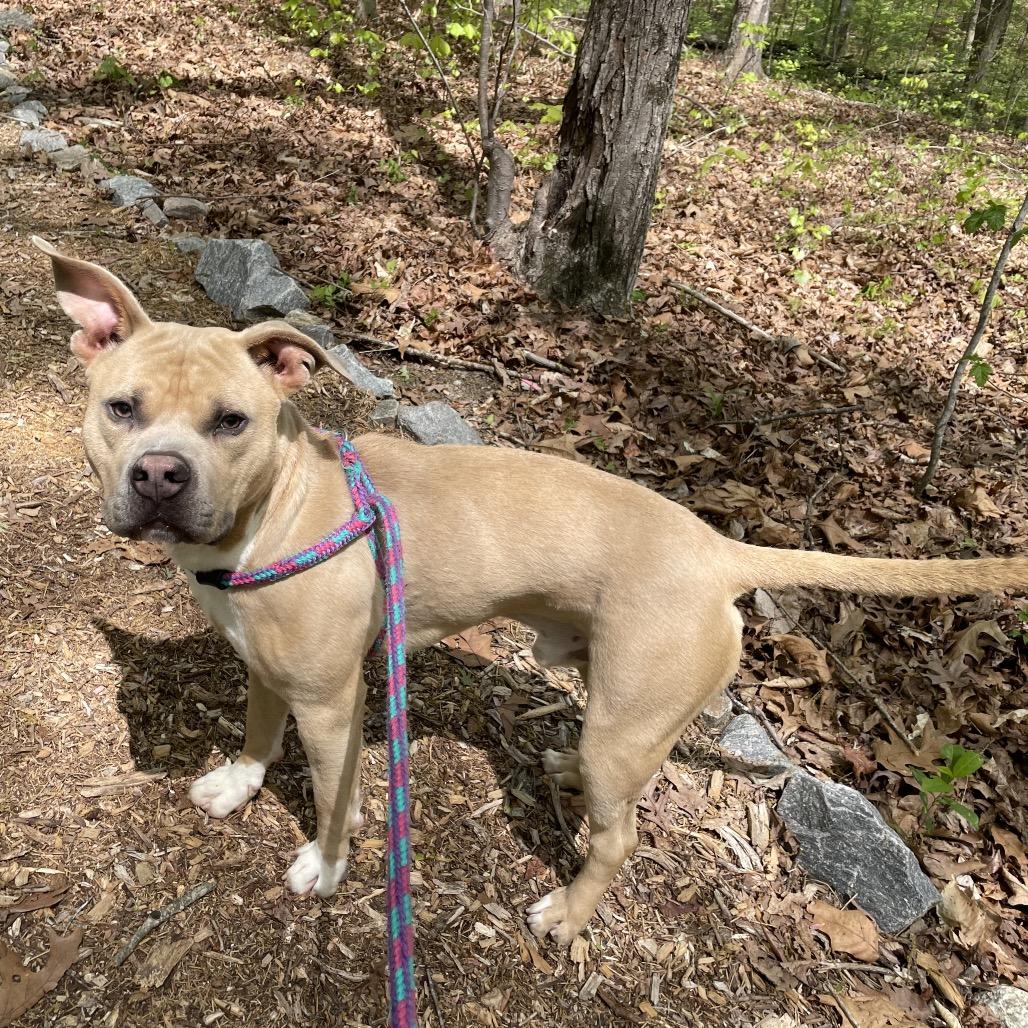 Enlarge Dijon 25-1771, a Adoptable Mixed Breed in Yanceyville, NC image 4/4