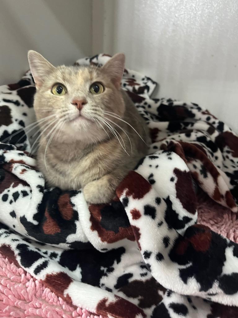 Iris, Adoptable, Young Female Calico.