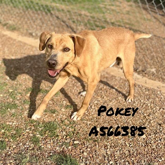 Enlarge POKEY, a Adoptable mixed breed in Huntsville, AL image 1/1