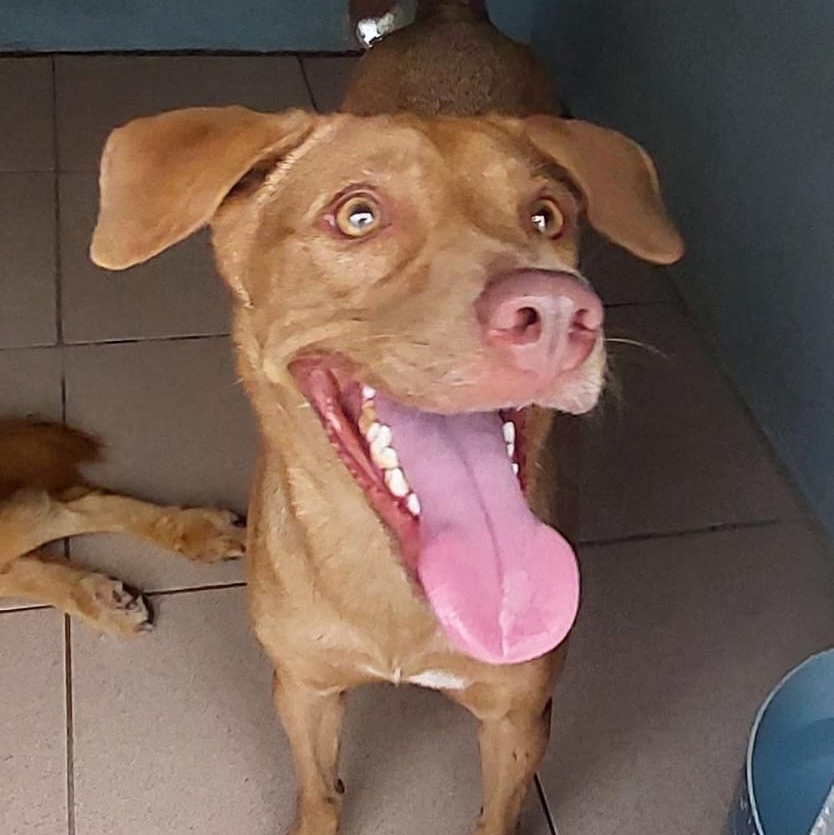 MORENA "I am ready to love you today!" (Currently in Puerto Rico), Adoptable, Young Female Labrador Retriever.