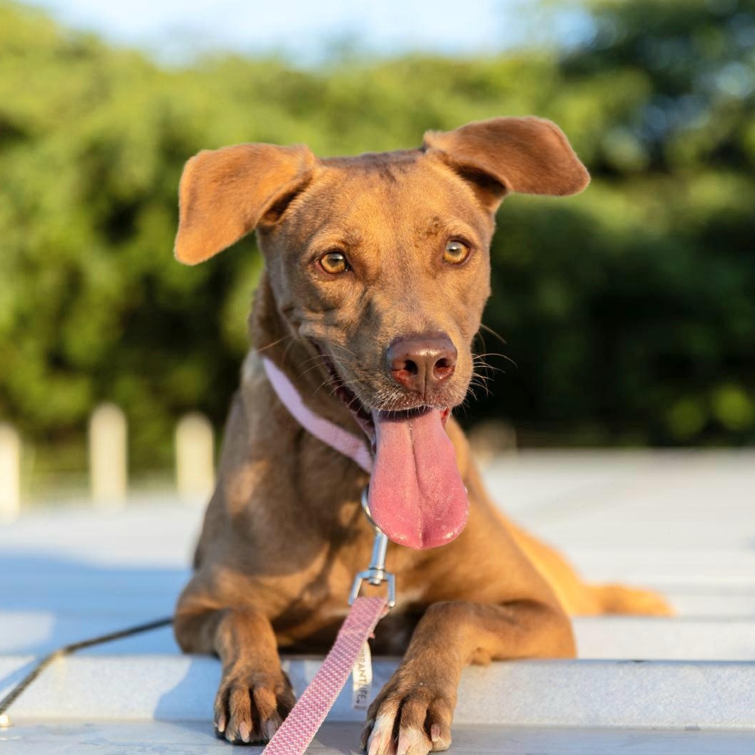 Enlarge MORENA "I am ready to love you today!" (Currently in Puerto Rico), a Adoptable Labrador Retriever in New York, NY image 5/6