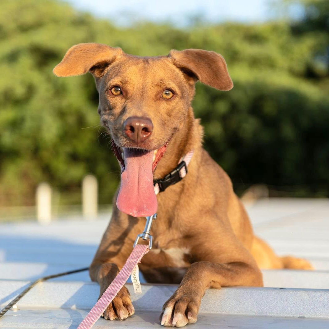 Enlarge MORENA "I am ready to love you today!" (Currently in Puerto Rico), a Adoptable Labrador Retriever in New York, NY image 2/6
