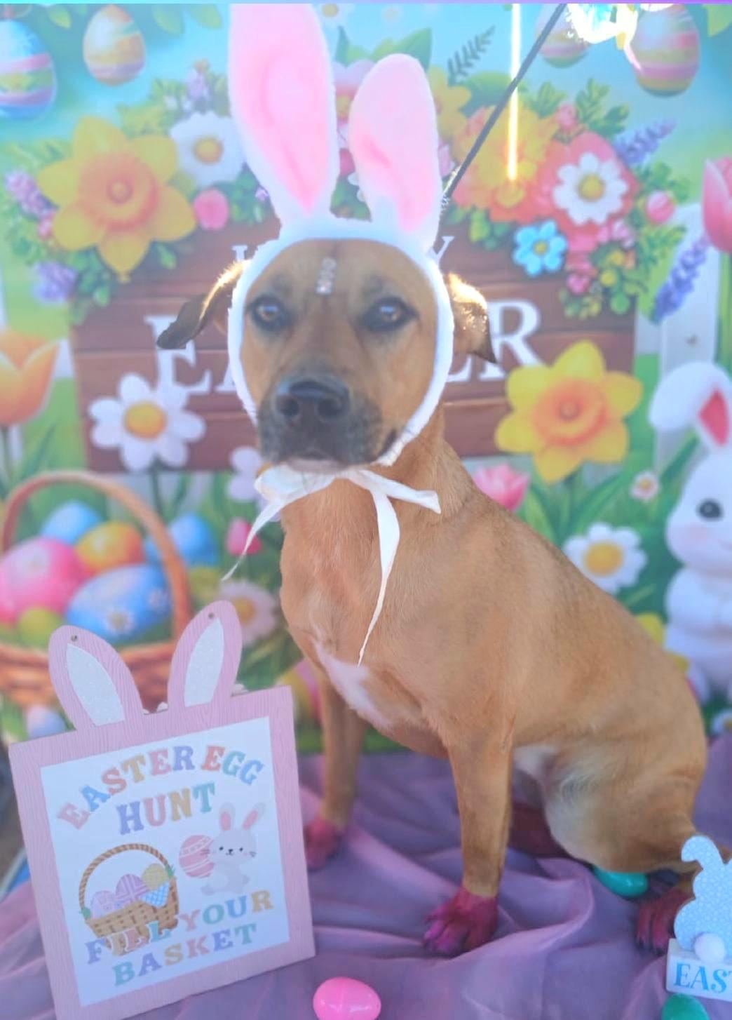 Enlarge MORENA "I am ready to love you today!" (Currently in Puerto Rico), a Adoptable Labrador Retriever in New York, NY image 3/6