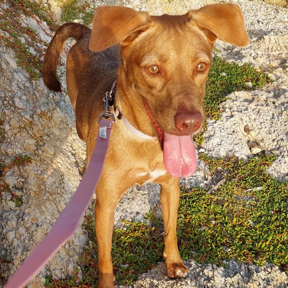 Enlarge MORENA "I am ready to love you today!" (Currently in Puerto Rico), a Adoptable Labrador Retriever in New York, NY image 6/6