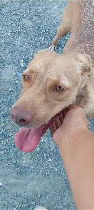 Enlarge MORENA "I am ready to love you today!" (Currently in Puerto Rico), a Adoptable Labrador Retriever in New York, NY video 4/6