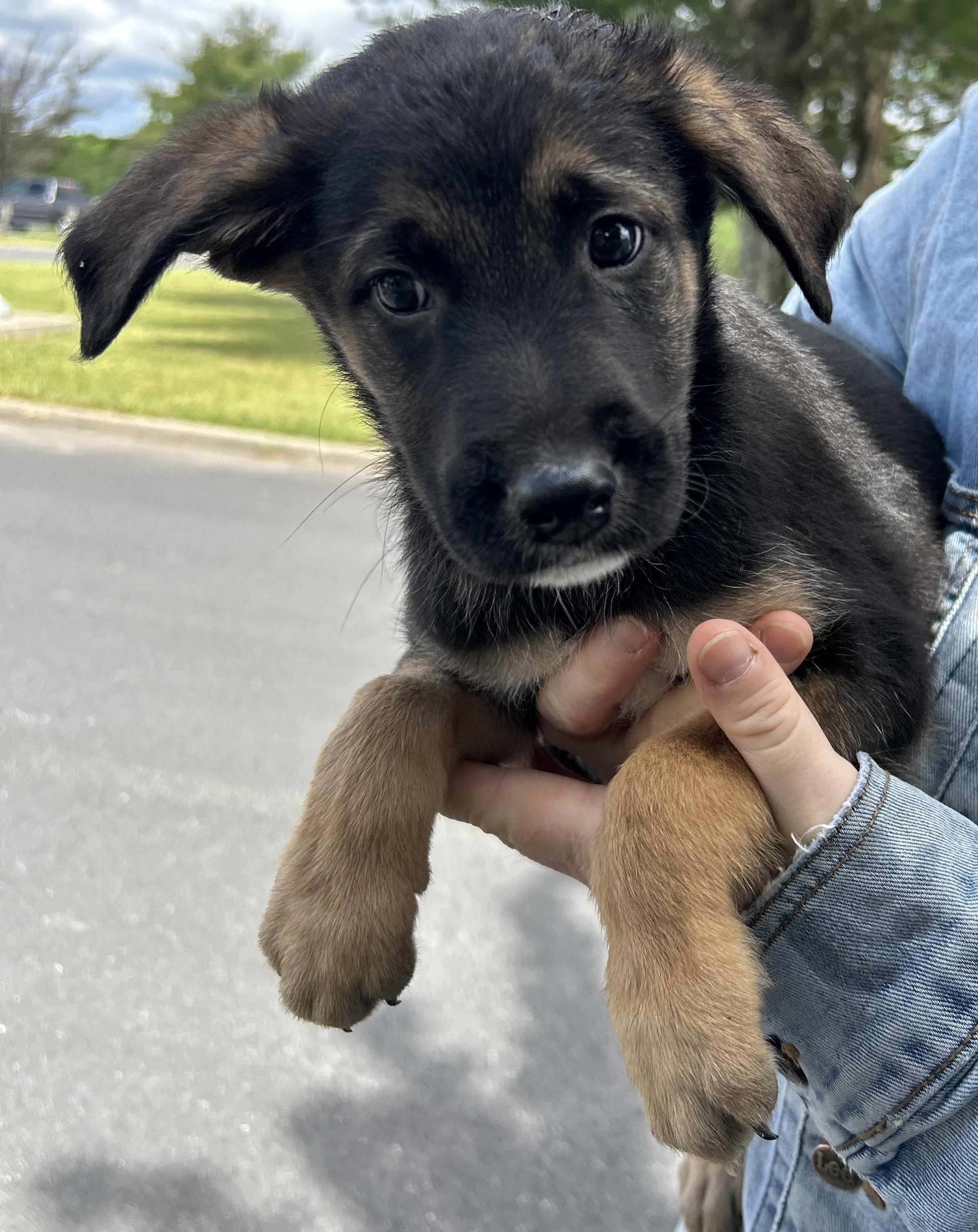 Pico, adopted, Puppy Male German Shepherd Dog.