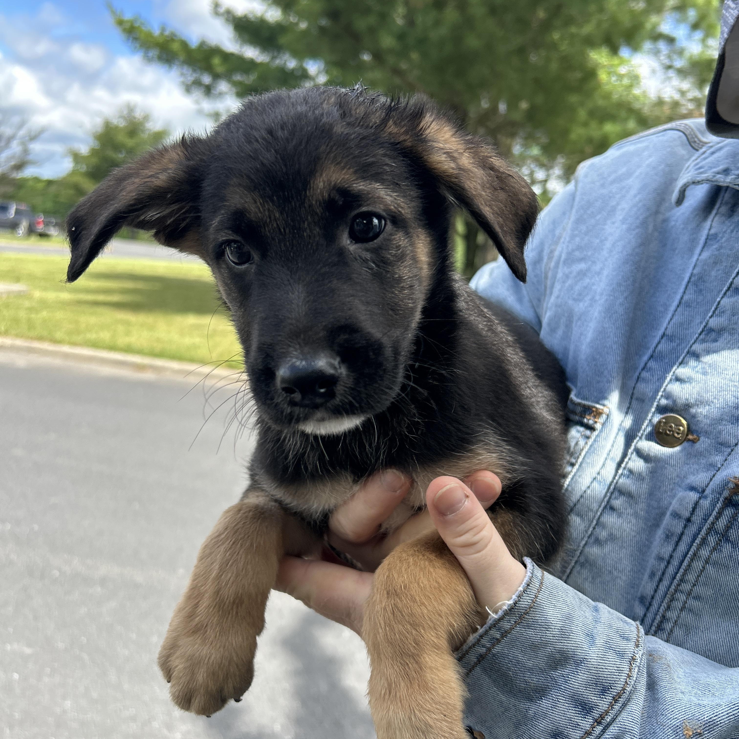 Pico, an adopted German Shepherd Dog in Pottsville, PA image 2/2