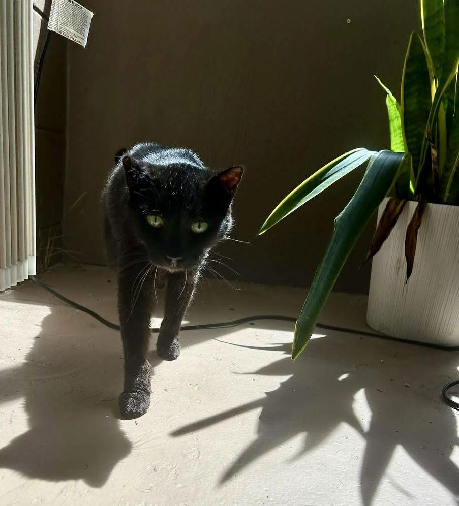 Adeline, a Adoptable Domestic Short Hair in Satellite Beach, FL image 1/2