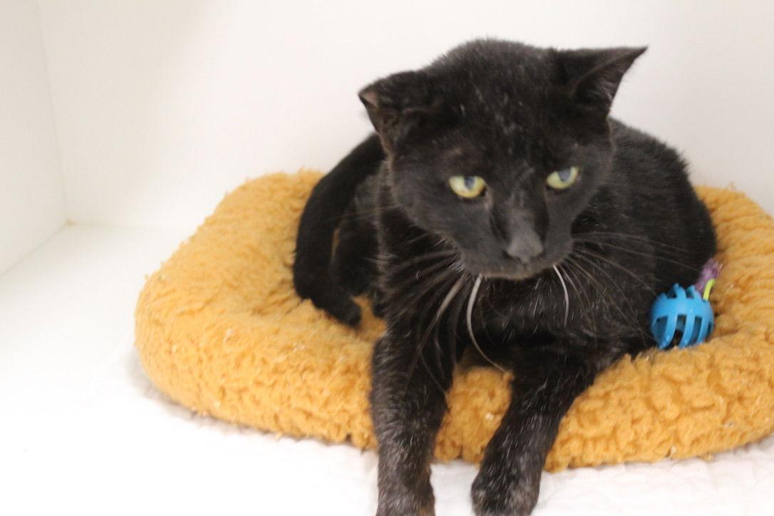 Adeline, Adoptable, Senior Female Domestic Short Hair.