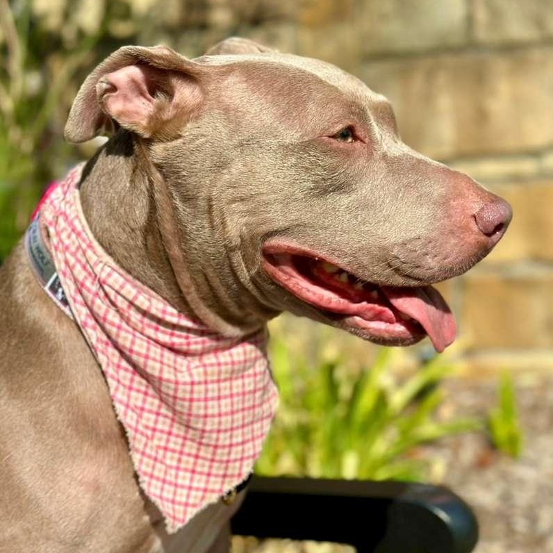 Enlarge Junie, a Adoptable mixed breed in Albany, NY image 2/6