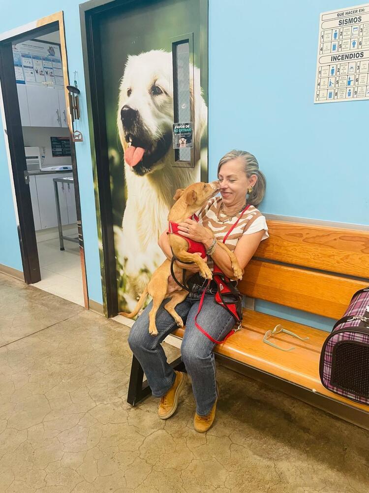 Caramelo, Adoptable, Adult Male Dachshund & Chihuahua.