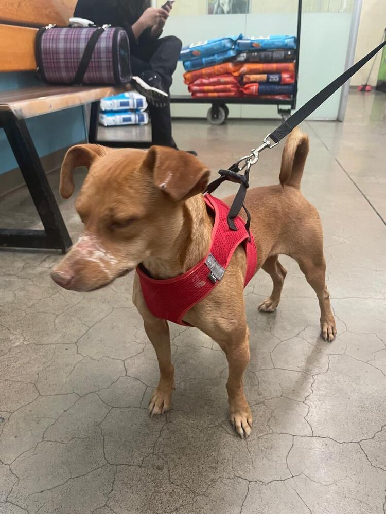 Enlarge Caramelo, a Adoptable mixed breed in Gig Harbor, WA image 2/4