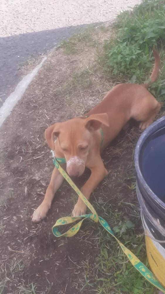 Enlarge Caramelo, a Adoptable mixed breed in Gig Harbor, WA image 3/4