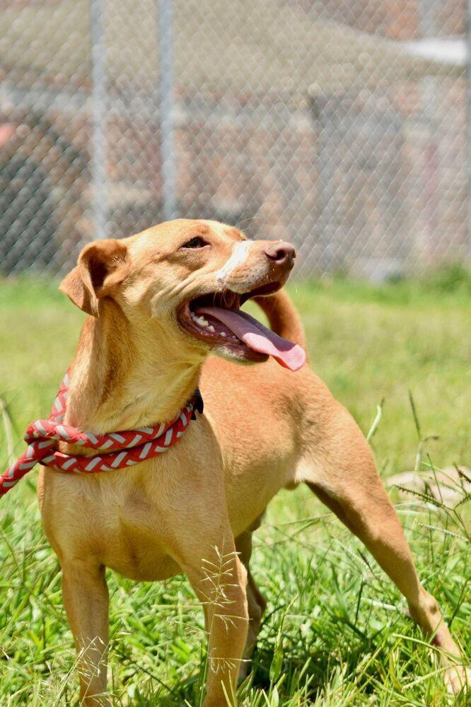 Enlarge Caramelo, a Adoptable mixed breed in Gig Harbor, WA image 4/4