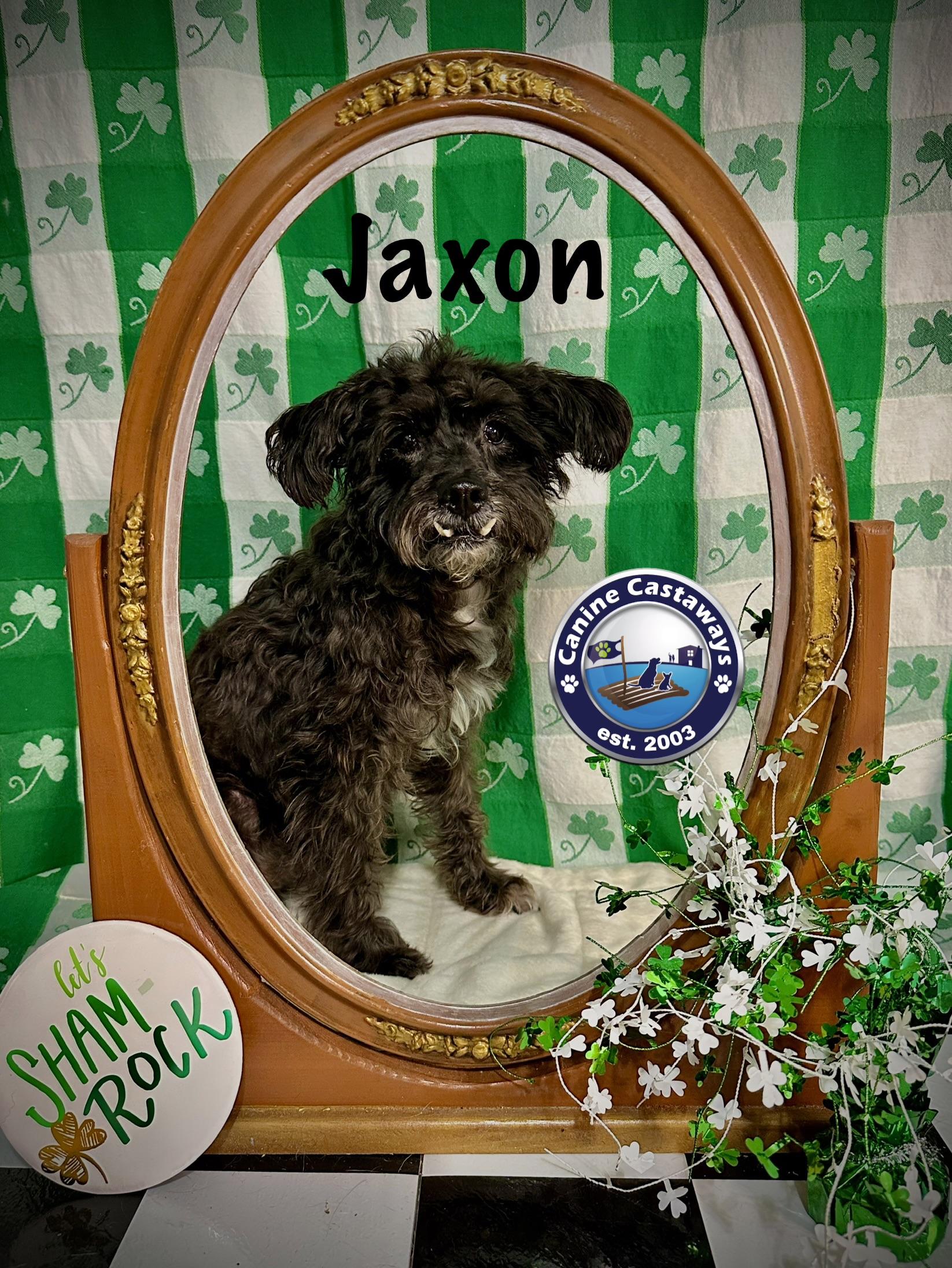 Jaxon, a ADOPTABLE mixed breed in Arcadia, FL image 2/3
