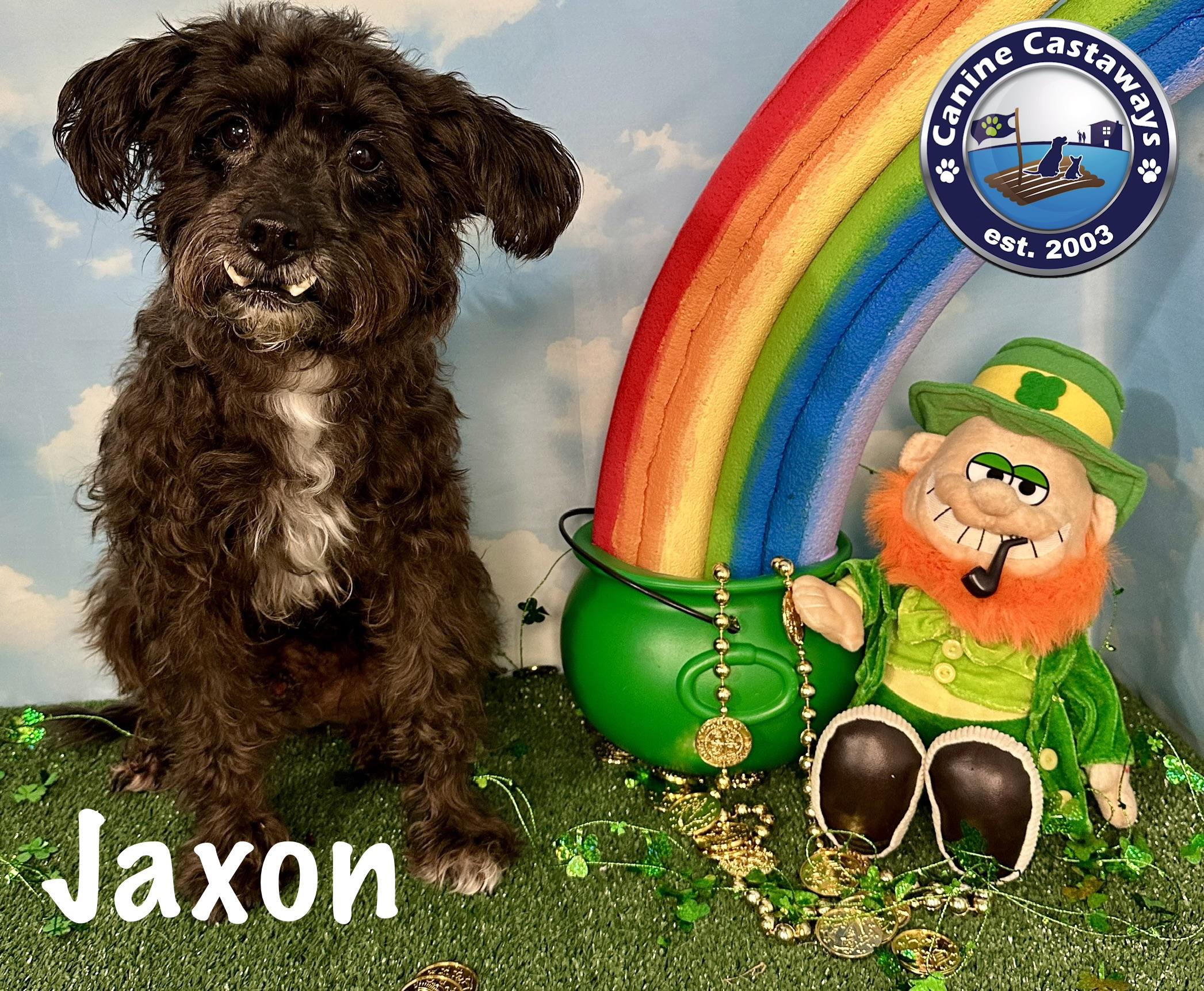 Jaxon, ADOPTABLE, Senior Male Miniature Poodle & Miniature Schnauzer.