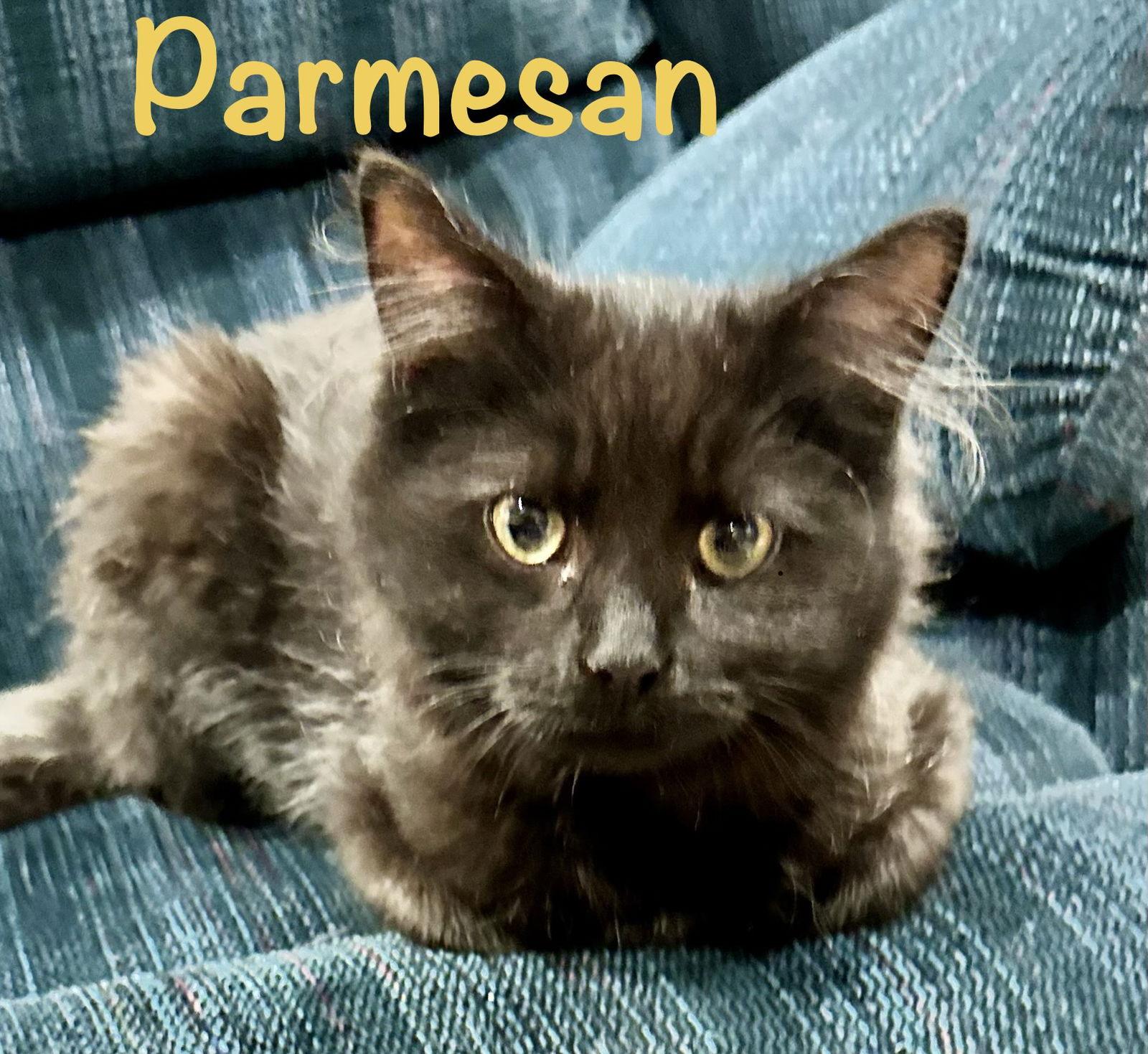 Enlarge Parmesan, a Adoptable Domestic Long Hair in Reston, VA image 1/2