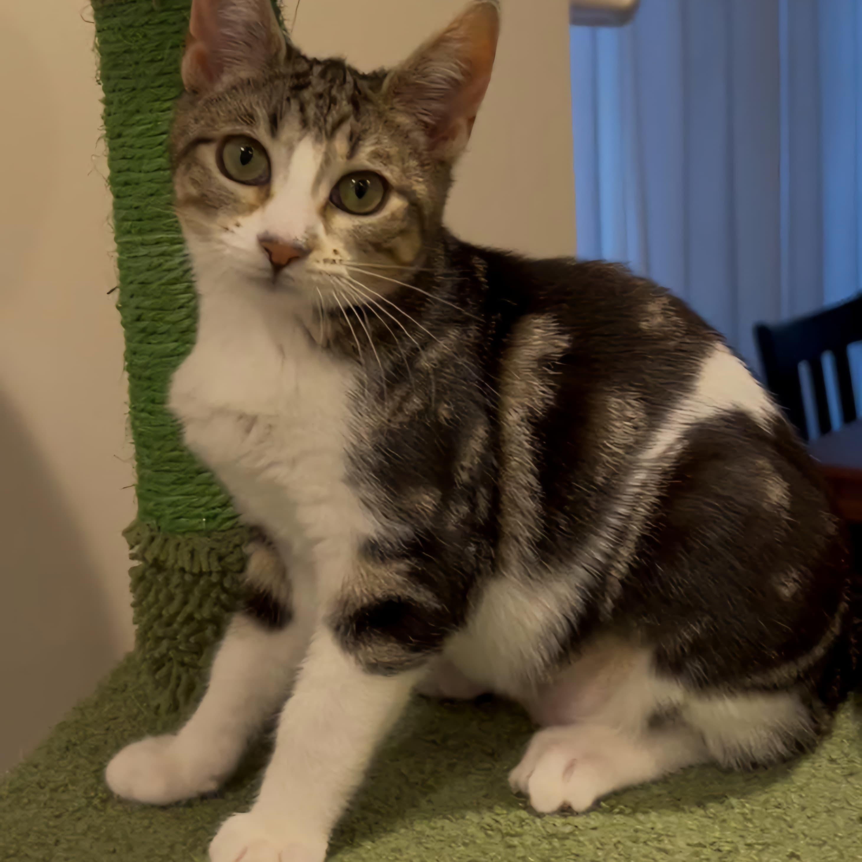 Nova, ADOPTABLE, Kitten Female Domestic Short Hair.
