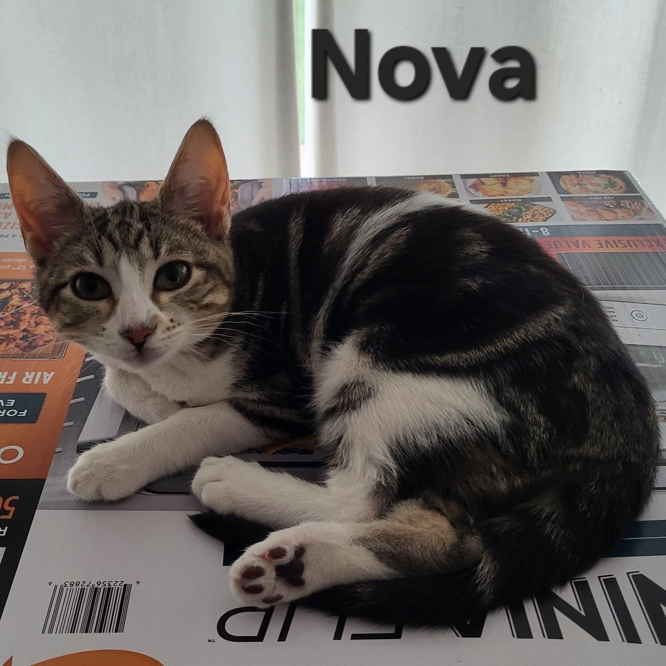 Enlarge Nova, a ADOPTABLE Domestic Short Hair in Sewell, NJ image 2/2