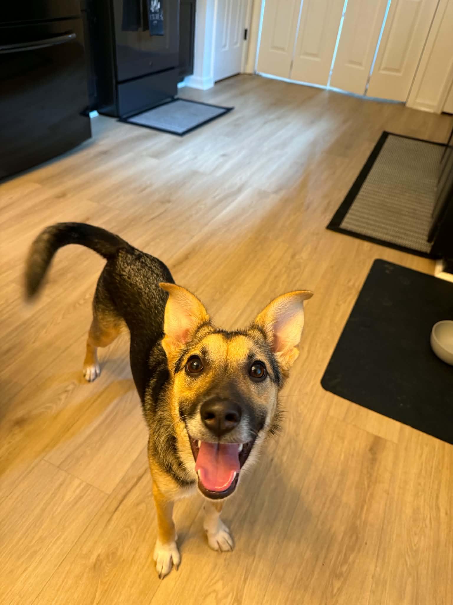 Enlarge Sabine, a Adoptable Shepherd in Greenville, SC image 1/3