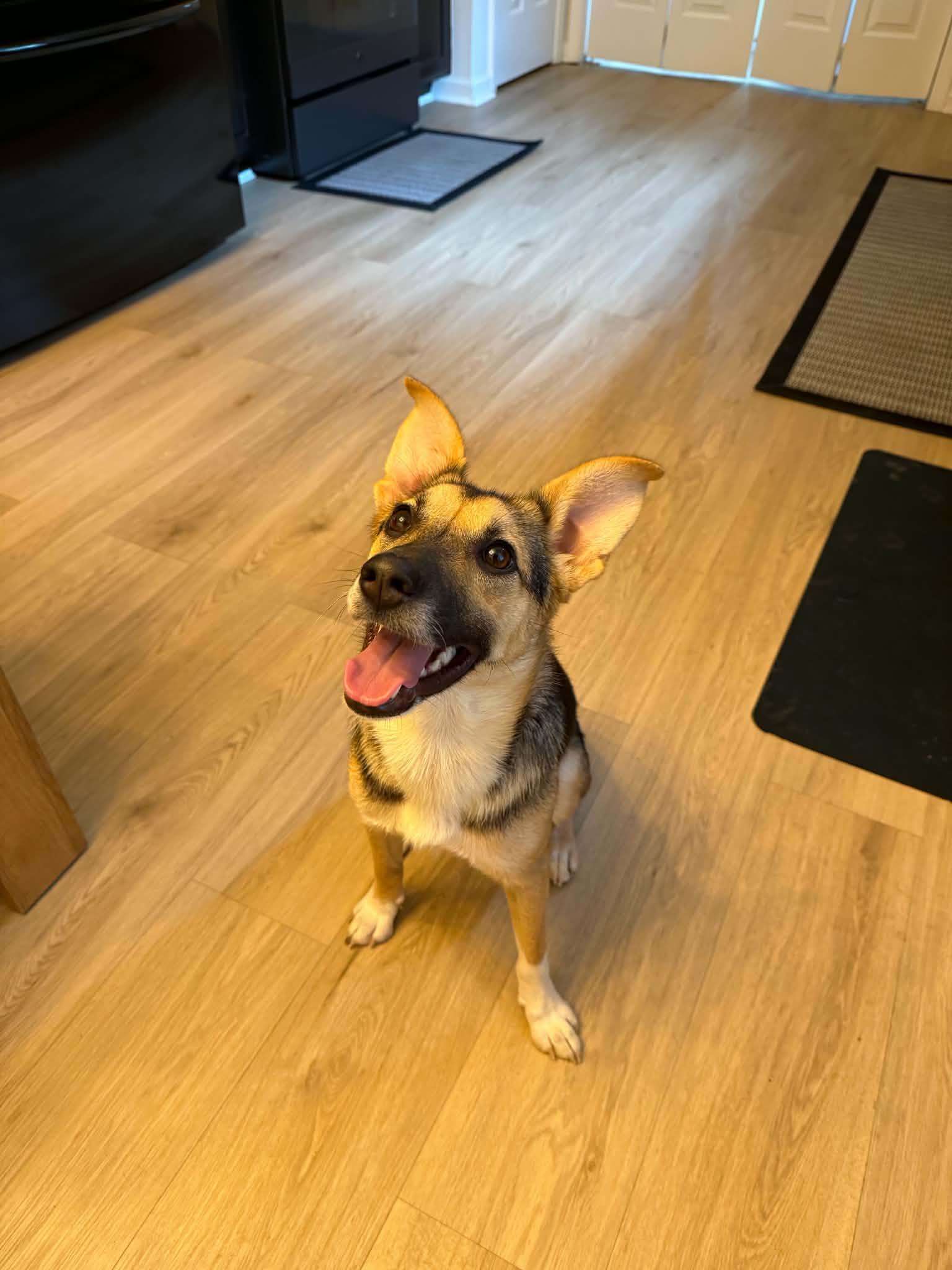 Enlarge Sabine, a Adoptable Shepherd in Greenville, SC image 2/3