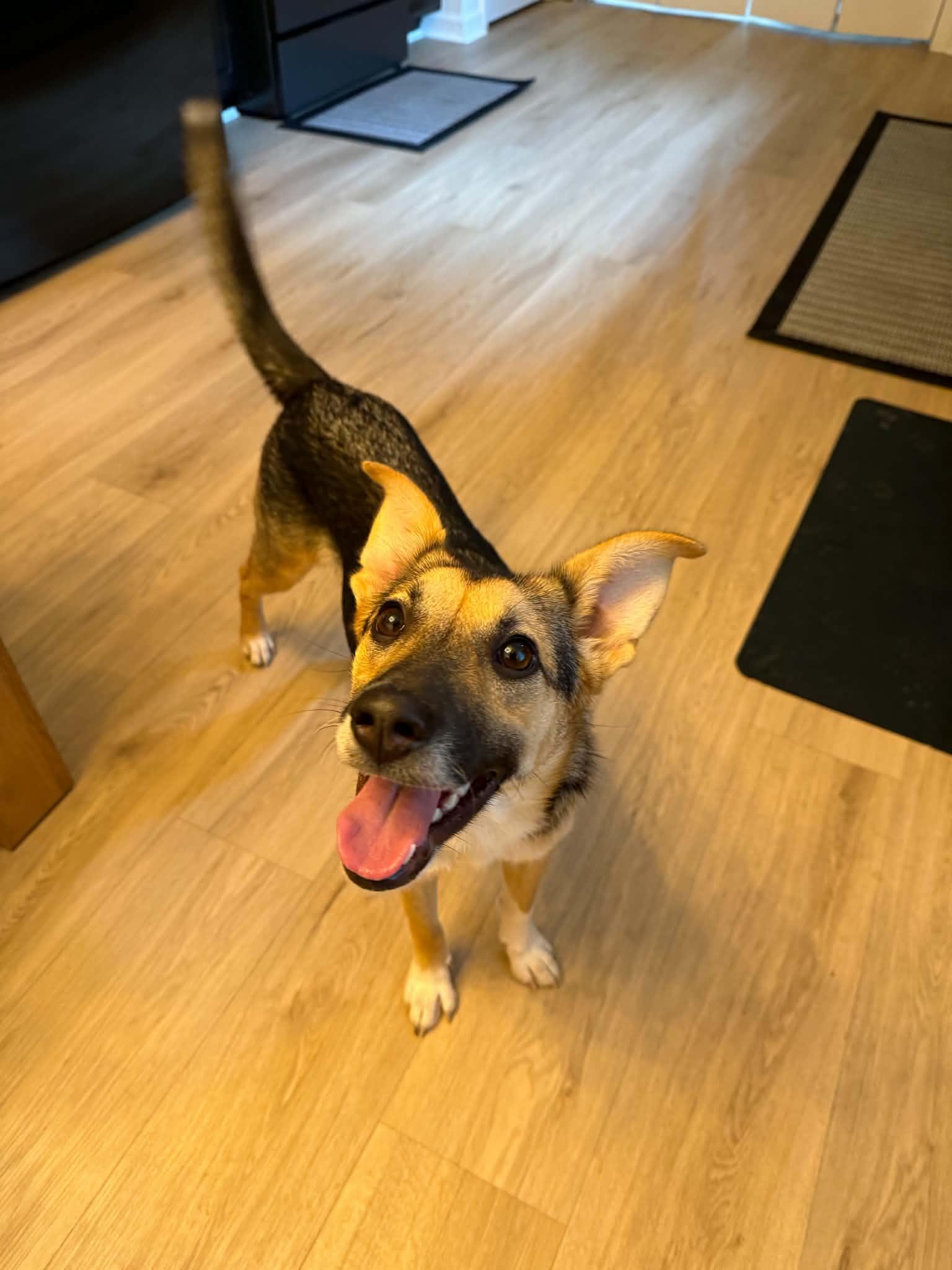 Enlarge Sabine, a Adoptable Shepherd in Greenville, SC image 3/3