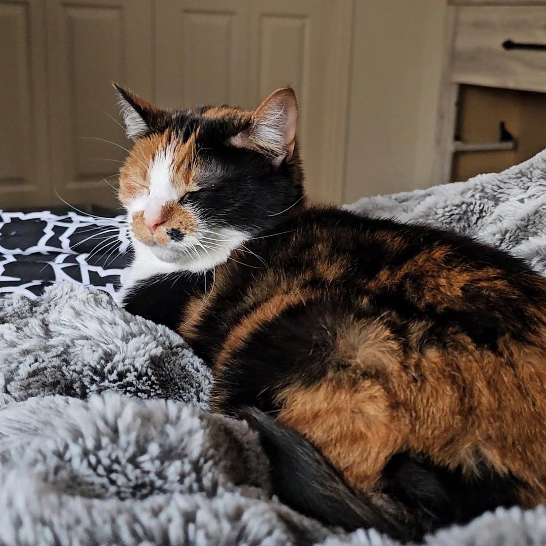 Chloe, a Adopted Calico in Allegan, MI image 3/6