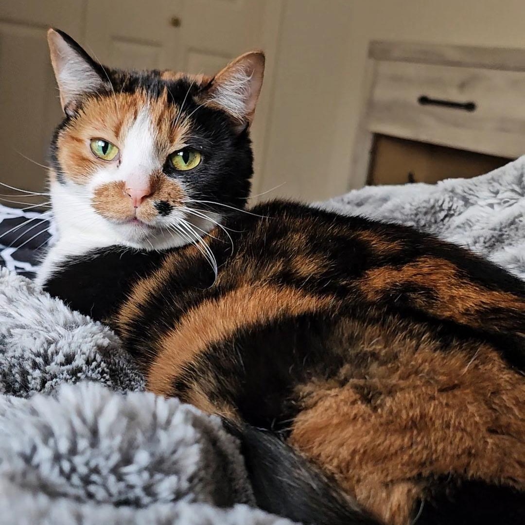 Chloe, a Adopted Calico in Allegan, MI image 2/6