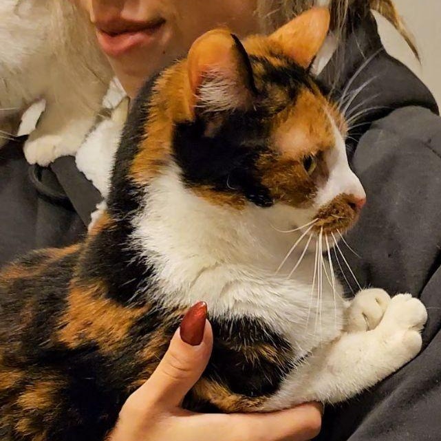 Chloe, a Adopted Calico in Allegan, MI image 5/6