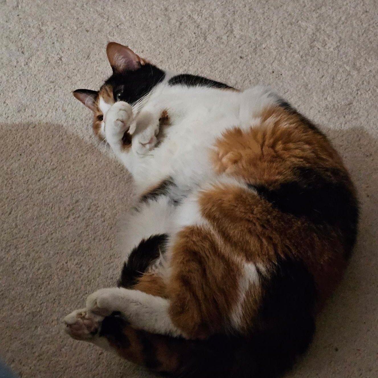 Chloe, Adopted, Adult Female Calico.