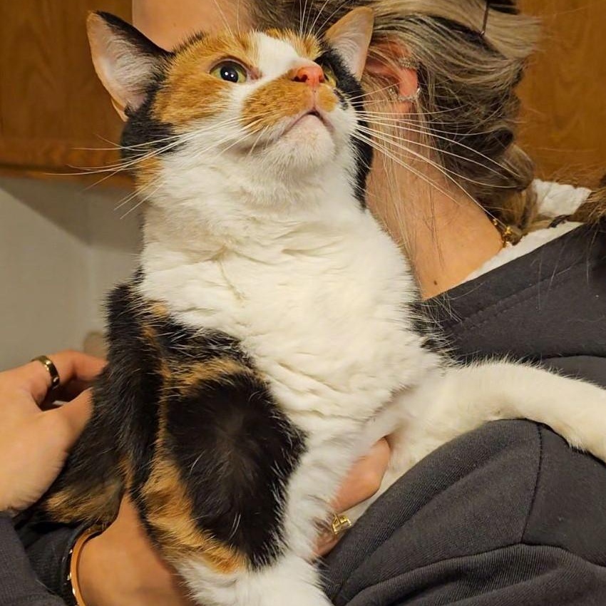 Chloe, a Adopted Calico in Allegan, MI image 6/6