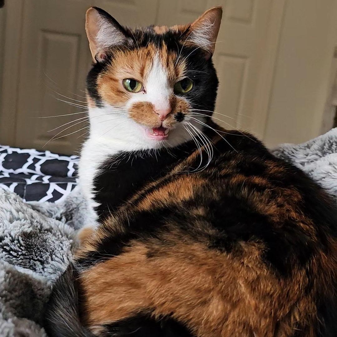 Chloe, a Adopted Calico in Allegan, MI image 4/6