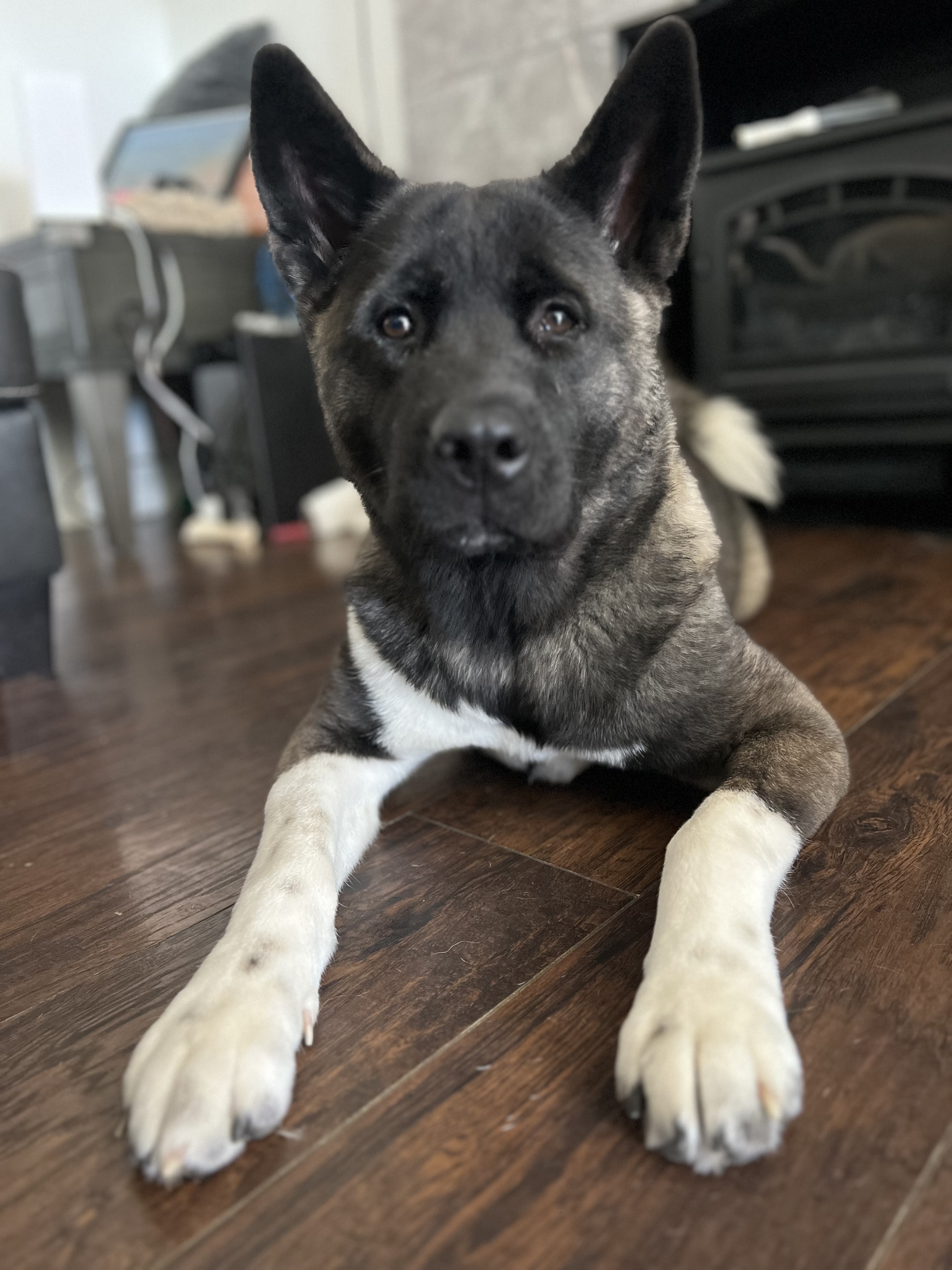 Enlarge Saké, a Adopted Akita in Pittsburgh, PA image 1/1