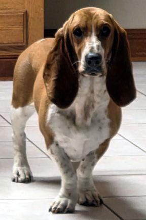 Enlarge MILLIE, a Adopted Basset Hound in Mays Landing, NJ image 2/6