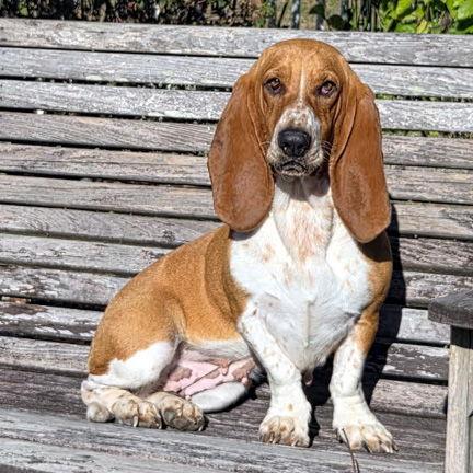 Enlarge MILLIE, a Adopted Basset Hound in Mays Landing, NJ image 3/6